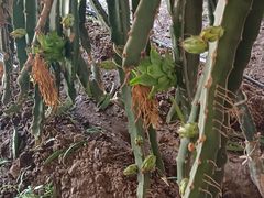 -呀路古热带植物园
