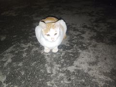 -猫岛主趣味餐厅(鼓浪屿店)