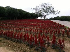 -松山湖梦幻百花洲