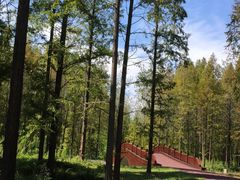 -黄海国家森林公园