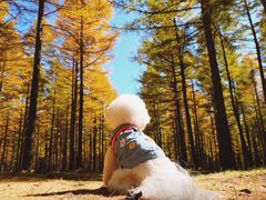 -塞罕坝国家级自然保护区