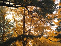 -辽宁大学(崇山校区)