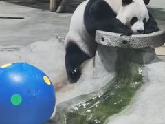-栾川竹海野生动物园