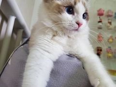 -宠爱国际动物医院·消化内科·心肾内科·ISFM猫友好(望京店)