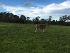 -威勒比开放式动物园