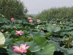 -荷花大观园