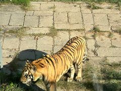 -深圳野生动物园