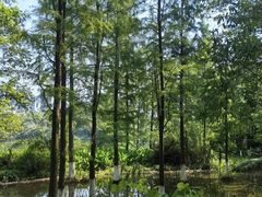 -重庆彩云湖湿地公园