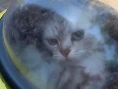 -纳吉亚猫专科动物诊疗中心(蒋宅口分院)