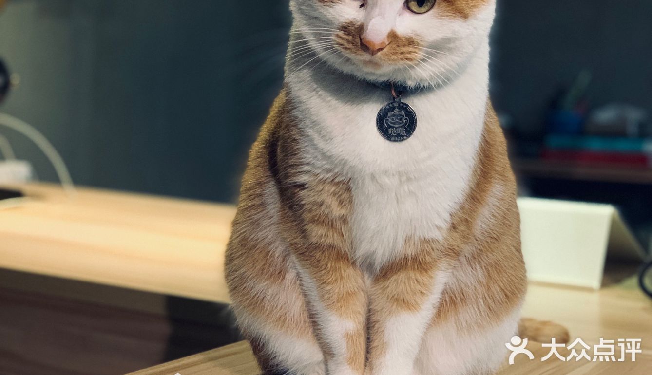 在这喝上一杯手冲，观察观察🐱们，午后时光舒服的紧[得意]