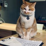 在这喝上一杯手冲，观察观察🐱们，午后时光舒服的紧[得意]