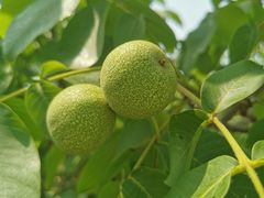 -永定河休闲森林公园