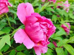 -莲花池公园