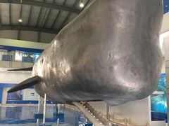 -上海海洋大学鱼文化博物馆(军工路校区)