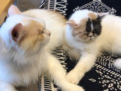-平行世界·猫咖(首经贸店)