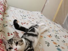 -lincat·猫舍(广州店)