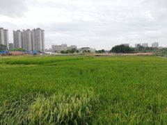 -广西大学(大学东路校区)