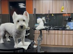 -宠宠熊宠物美容(星湖街店)