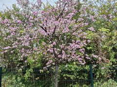 -广东花都湖国家湿地公园