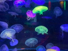 -太平洋海底世界