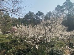-南京市无想山景区