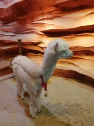 -酷嗒动物文化乐园(cutezoo西溪乐天城店)