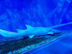 -北戴河圣蓝海洋公园