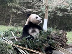 -都江堰中华大熊猫苑