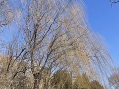 -元大都城垣遗址公园