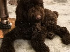 -more than meow吴止猫主题餐厅(承德 中船汇店)