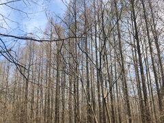 -黄海国家森林公园