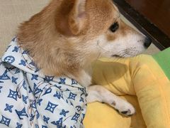 -逗柴咖啡屋·狗咖猫咖宠物桌游