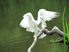 -新江湾城公园
