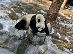 -栾川竹海野生动物园
