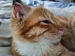 -瑞派宠物医院·中兽医专科(中央商城分院)