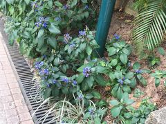 -九龙公园