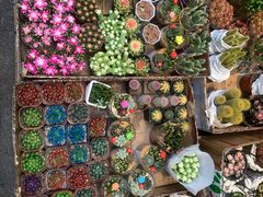 -循礼门鲜花花市(武汉循礼门店)