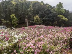 -广州市石门国家森林公园