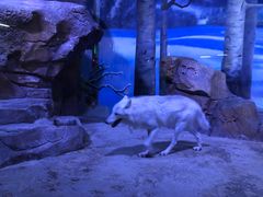 -芜湖新华联大白鲸海洋公园