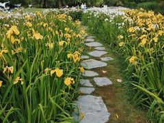 -上海共青森林公园