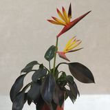 同时还有小吃，米酒汤圆、鸡蛋汤之类的，品种挺全的