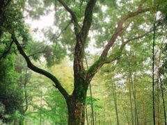 -西湖风景区十里琅珰-五云山
