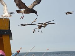 -海驴岛(荣成市)