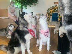 -Husky Go! 哈士奇体验馆·宠物咖啡厅狗咖