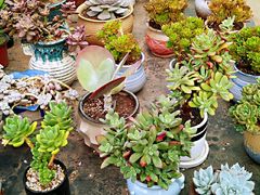 -九龙里集市(六安里店)