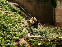 -中国大熊猫保护研究中心雅安碧峰峡基地
