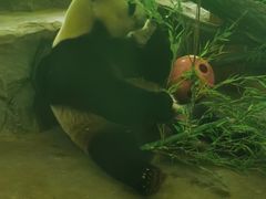 -云南野生动物园