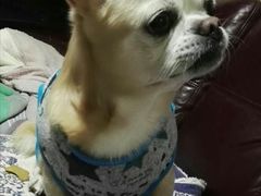 -康乐宝动物医院