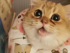 -东方名猫馆·英短金渐层布偶猫舍(环线广场1号楼店)