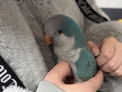 -爱侣宠医·鹦鹉专科·小型哺乳类·异宠专科(灵石路店)